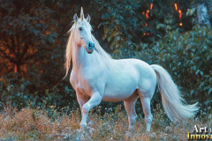 Unicorns, the Myth the Legend, the Fantasy Flying Horse.