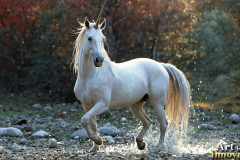 Unicorns, the Myth the Legend, the Fantasy Flying Horse.