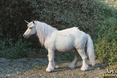 Unicorns, the Myth the Legend, the Fantasy Flying Horse.