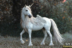 Unicorns, the Myth the Legend, the Fantasy Flying Horse.