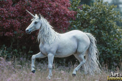 Unicorns, the Myth the Legend, the Fantasy Flying Horse.