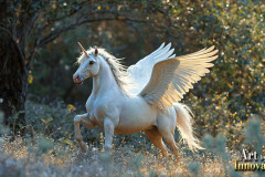 Unicorns, the Myth the Legend, the Fantasy Flying Horse.