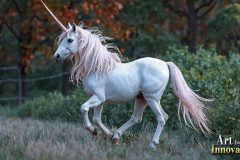 Unicorns, the Myth the Legend, the Fantasy Flying Horse.