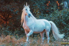 Unicorns, the Myth the Legend, the Fantasy Flying Horse.