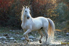 Unicorns, the Myth the Legend, the Fantasy Flying Horse.