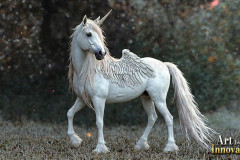 Unicorns, the Myth the Legend, the Fantasy Flying Horse.