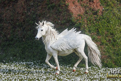 Unicorns, the Myth the Legend, the Fantasy Flying Horse.