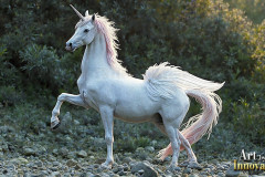Unicorns, the Myth the Legend, the Fantasy Flying Horse.