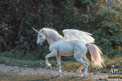 Unicorns, the Myth the Legend, the Fantasy Flying Horse.