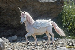 Unicorns, the Myth the Legend, the Fantasy Flying Horse.
