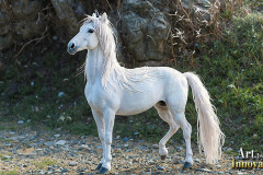 Unicorns, the Myth the Legend, the Fantasy Flying Horse.