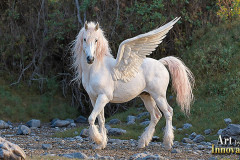 Unicorns, the Myth the Legend, the Fantasy Flying Horse.