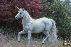 Unicorns, the Myth the Legend, the Fantasy Flying Horse.