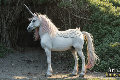 Unicorns,the Myth the Legend,the Fantasy Flying Horse.
