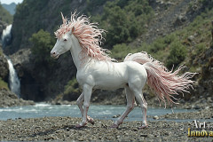 Unicorns,the Myth the Legend,the Fantasy Flying Horse.