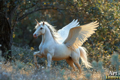 Unicorns, the Myth the Legend, the Fantasy Flying Horse.