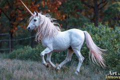 Unicorns, the Myth the Legend, the Fantasy Flying Horse.