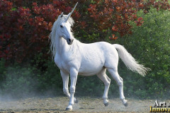 Unicorns, the Myth the Legend, the Fantasy Flying Horse.