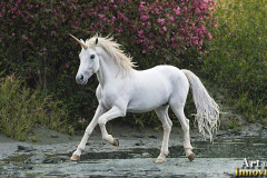 Unicorns, the Myth the Legend, the Fantasy Flying Horse.