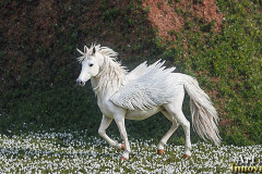 Unicorns, the Myth the Legend, the Fantasy Flying Horse.