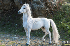 Unicorns, the Myth the Legend, the Fantasy Flying Horse.