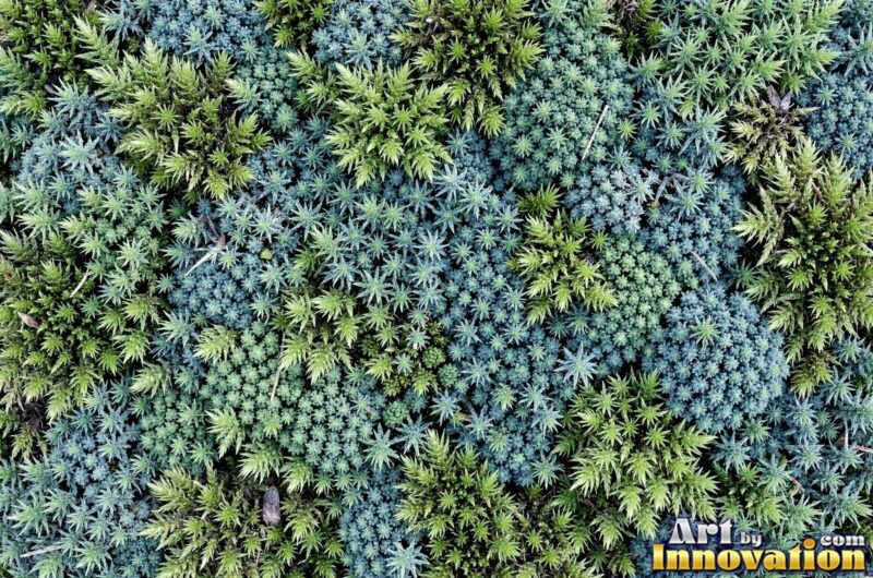Moss Textures – Cushion, Star and Lichen