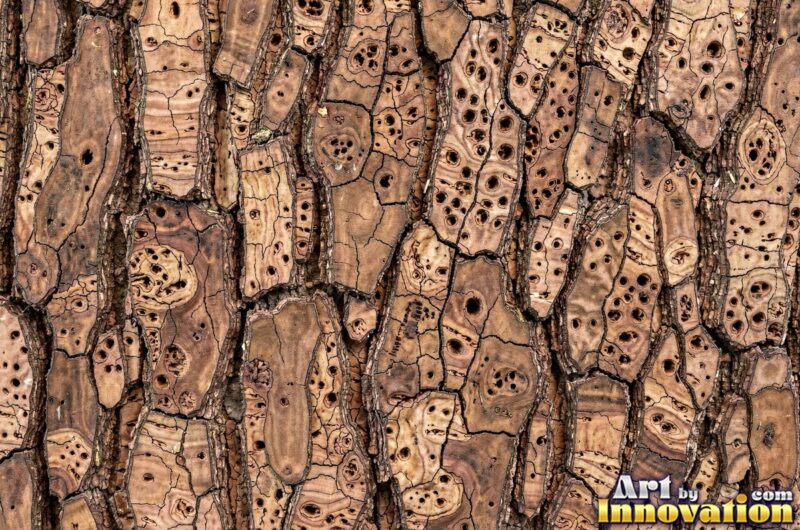 Tree Bark Textures – Pine, Cork and Sycamore