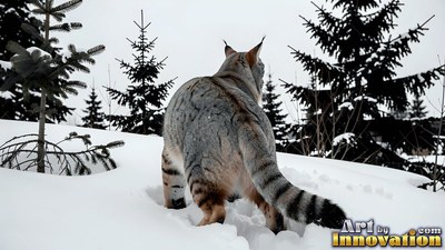 Walking away from behind, a gray lynx steps through deep snow in pine woods