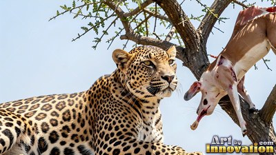 A spotted leopard rests in a tree beside its prey under pale blue daylight