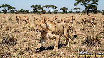 A pride of tan lions walks through dry grass under the bright sun in a savanna