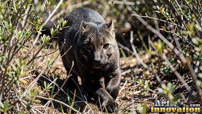 Dark gray jaguarundi stalks through sunny green bushes
