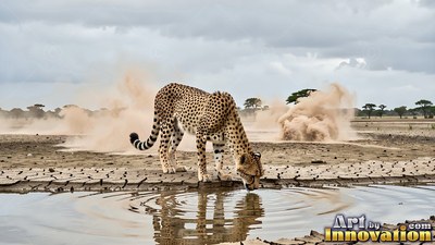 A cheetah drinks from a shallow pool on cracked mud under a flat gray sky