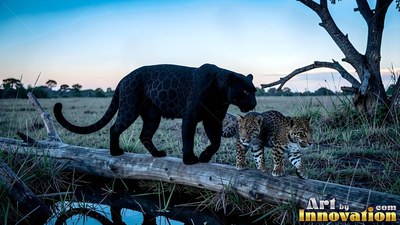 Walking along a fallen log in a grassy wetland, a black jaguar leads two cubs
