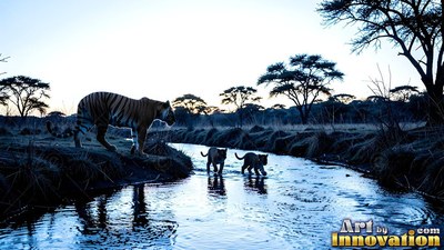 A tiger watches two cubs wading through a shallow river at dusk