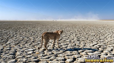 Standing on dry cracked mud under a blue sky, a cheetah looks back across the flat desert