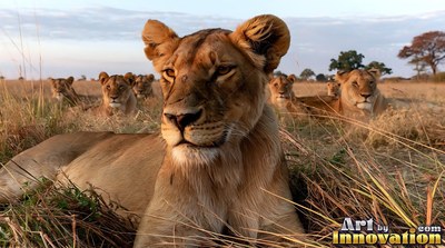 Lying in dry grass, a lion rests with its pride in the savanna under soft morning light
