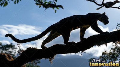 A clouded leopard walks along a mossy branch against a pale blue sky