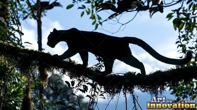 Silhouetted panther walking along a mossy tree branch in the canopy under a blue sky