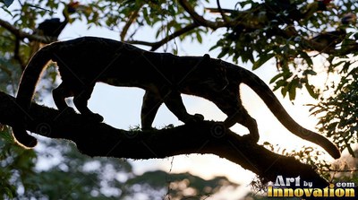 A dark clouded leopard walks across a thick tree branch against the morning sky