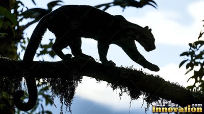In a bright jungle canopy, a dark clouded leopard stalks along a mossy branch