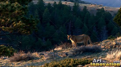 A cougar walks along a grassy ridge caught in warm morning sunlight