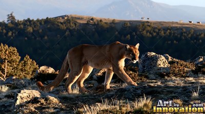 Walking in profile, a tan cougar stalks across a rocky hillside in warm light