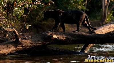 Above a sunlit river, a black jaguar walks along a fallen tree trunk
