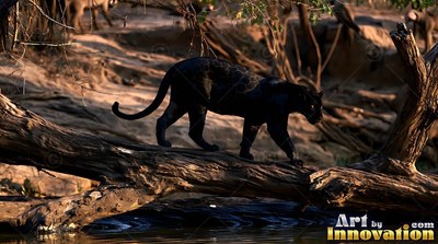 Prowling across a fallen tree trunk, a black leopard steps through warm sunlight