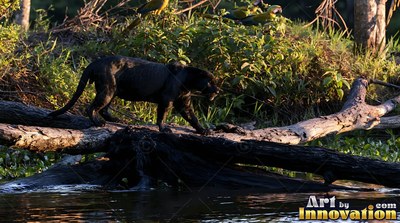 With sleek dark fur, a black jaguar walks across a fallen log along a sunlit riverbank