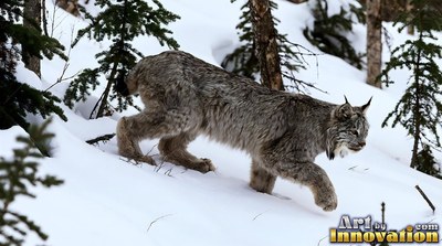 A lynx steps down a snowy slope, its thick gray coat pale in the cold daylight