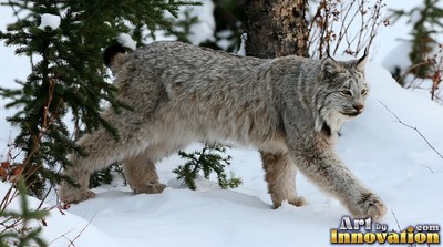 Walking in profile through deep snow, a gray lynx steps past pine trees