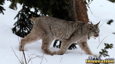 A gray Canada lynx walks through deep snow past evergreen trees