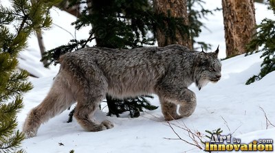 In a snowy pine forest, a gray lynx steps carefully down a slope