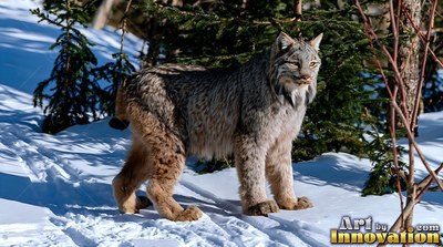 A Canada lynx stands in bright snow near pine trees